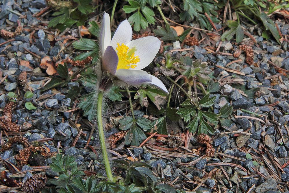 Pulsatilla vernalis - Frühlings- oder Pelzanemone