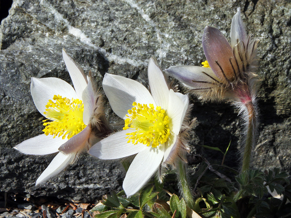 Pulsatilla vernalis - Frühlings-oder Pelzanemone, die im Alpinum "sauer" stehen muß...