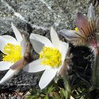Pulsatilla vernalis - Frühlings-oder Pelzanemone, die im Alpinum "sauer" stehen muß...