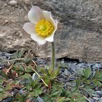 Pulsatilla vernalis-Frühlings oder Pelzanemone