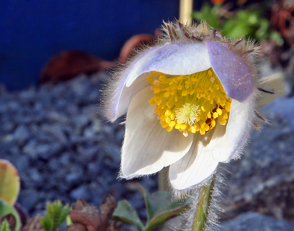 Pulsatilla vernalis - Frühlings- oder Pelzanemone im Alpinum