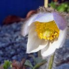 Pulsatilla vernalis - Frühlings- oder Pelzanemone im Alpinum