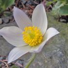 Pulsatilla vernalis - Frühlingsanemone