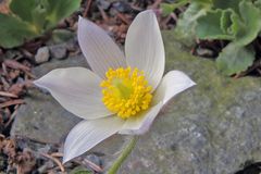 Pulsatilla vernalis - Frühlingsanemone