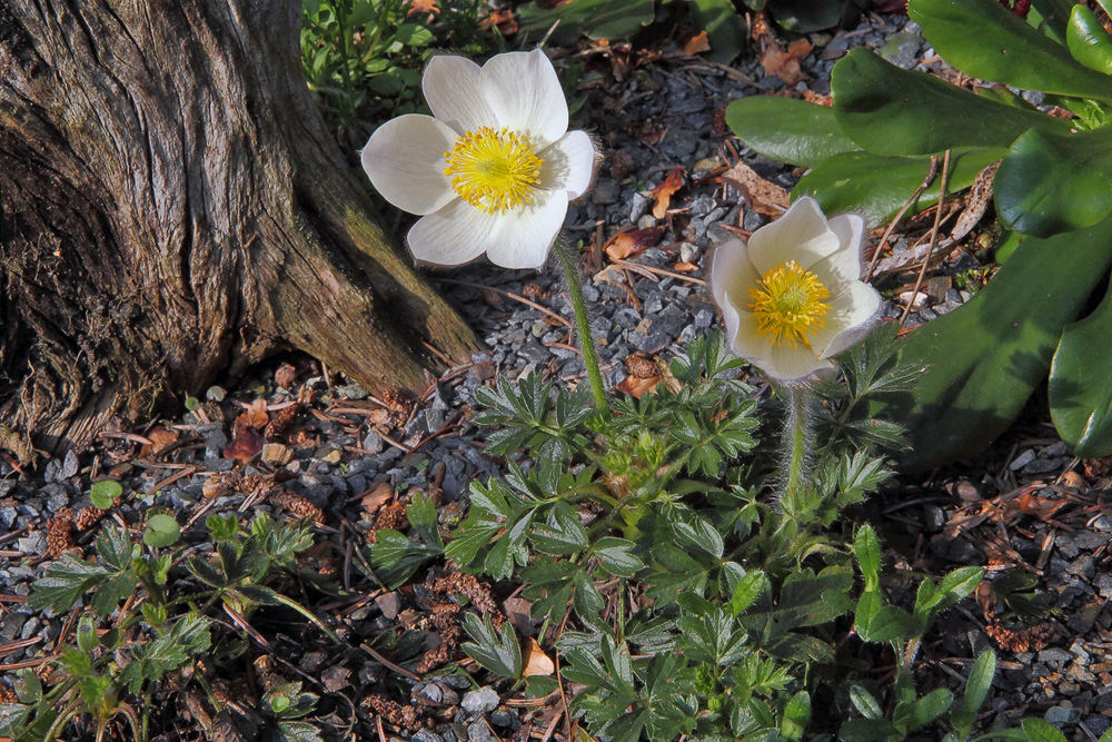 Pulsatilla vernalis-Frühlingsanemonel