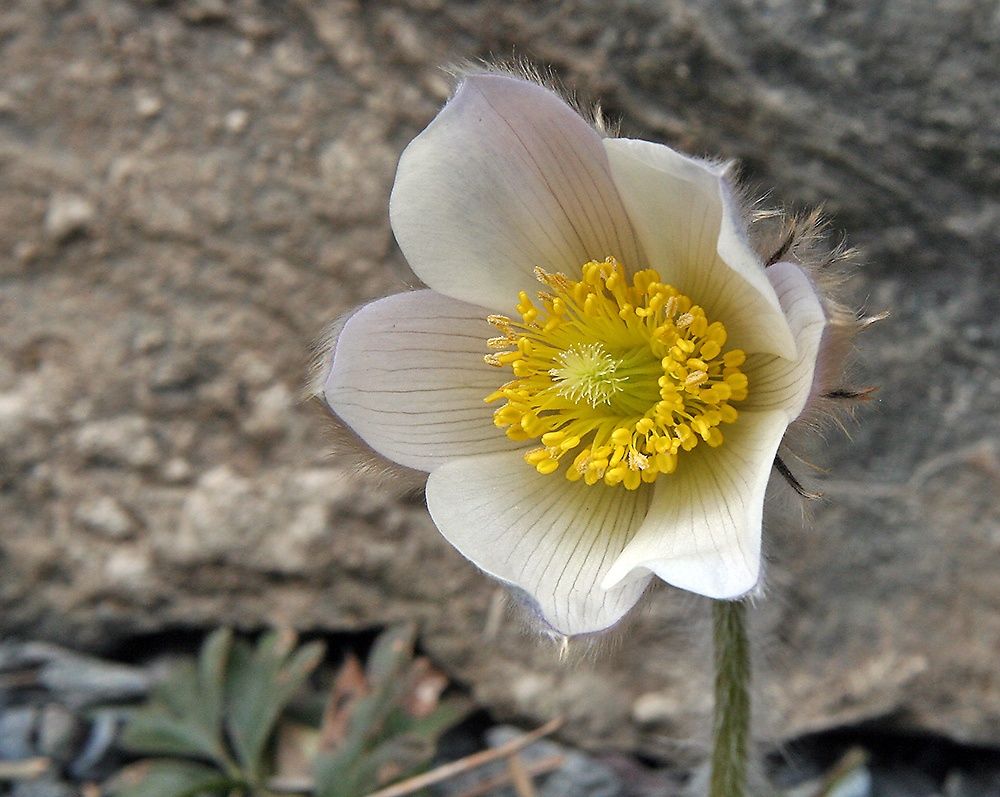 Pulsatilla vernalis-Frülings- oder Pelzanemone