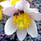 Pulsatilla vernalis mit Besuch