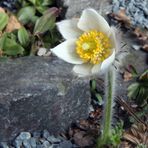 Pulsatilla vernalis - Pelz-Anemone oder Frühlings-Anemone