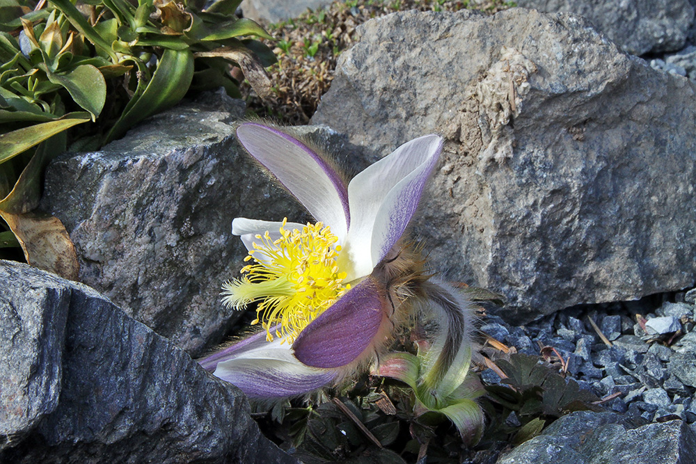 Pulsatilla vernalis - Pelz-oder Frühlingsanemone