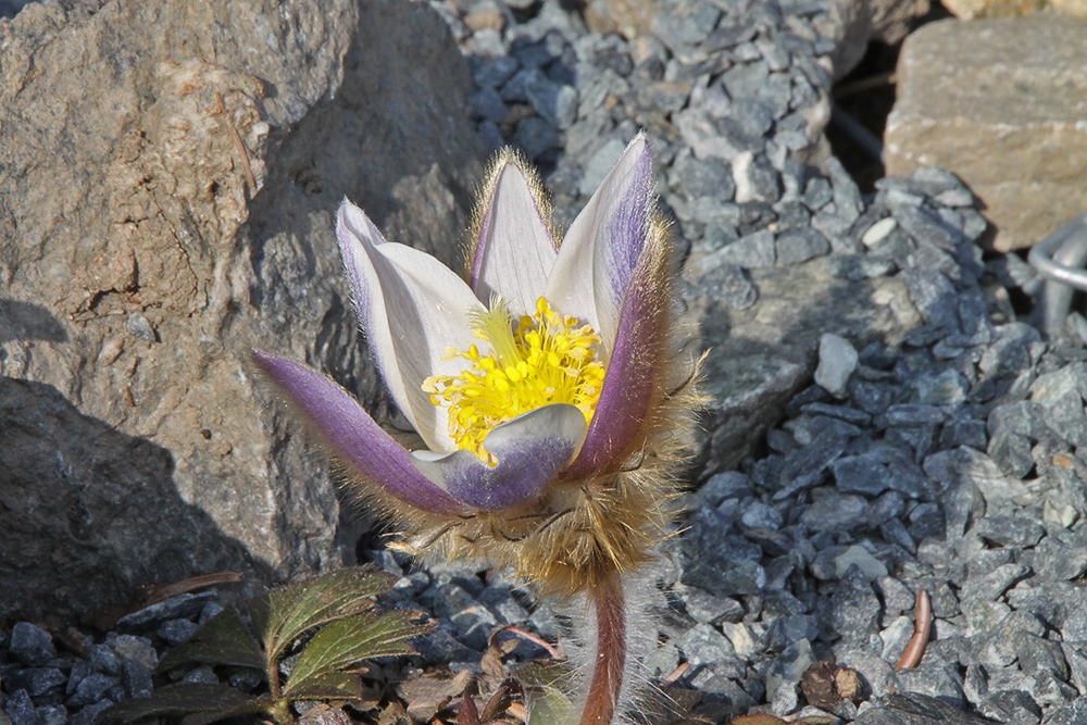 Pulsatilla vernalis - Pelzanemone