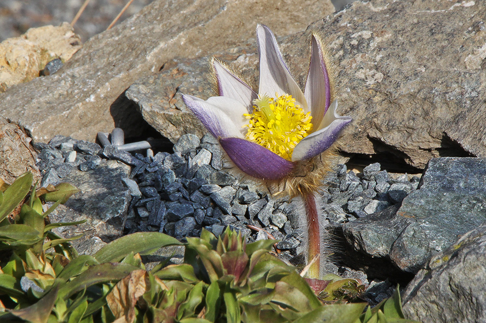 Pulsatilla vernalis-Pelzanemone (Frühlingsanemone)