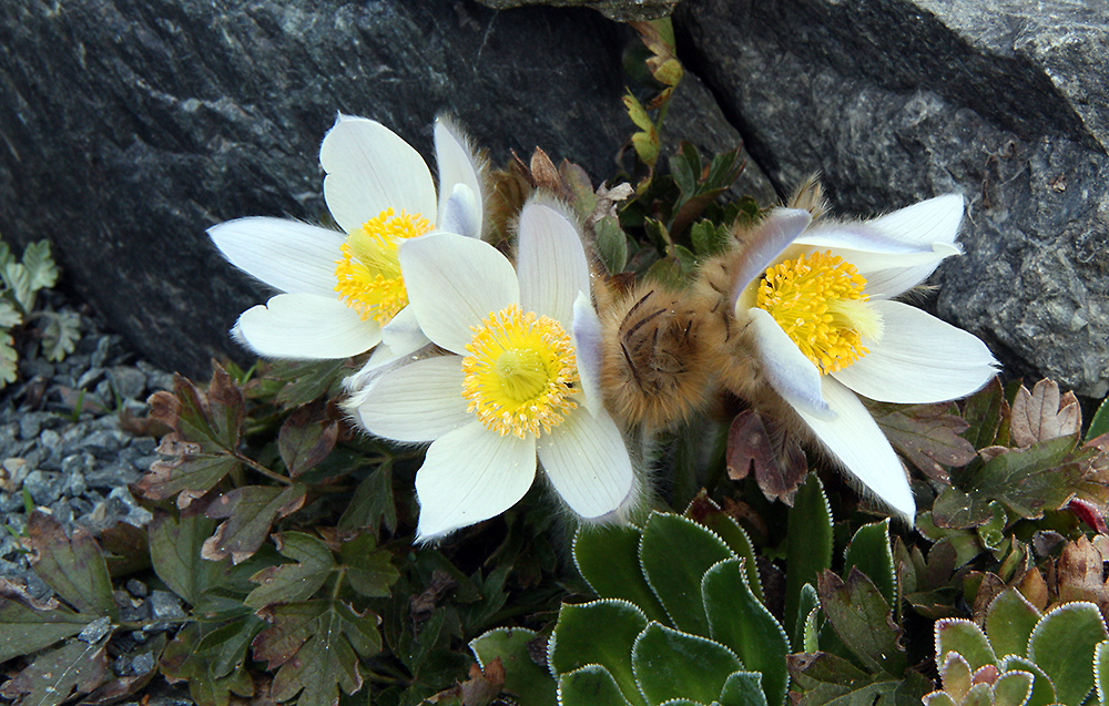 Pulsatilla vernalis - Pelzanemone oder Frühlingsanemone, die man nur...