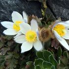 Pulsatilla vernalis - Pelzanemone oder Frühlingsanemone, die man nur...