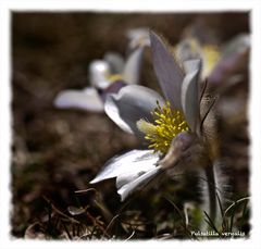 Pulsatilla vernalis/Kuhschelle