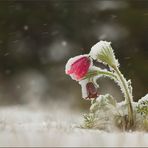 Pulsatilla, vom Schnee überrascht