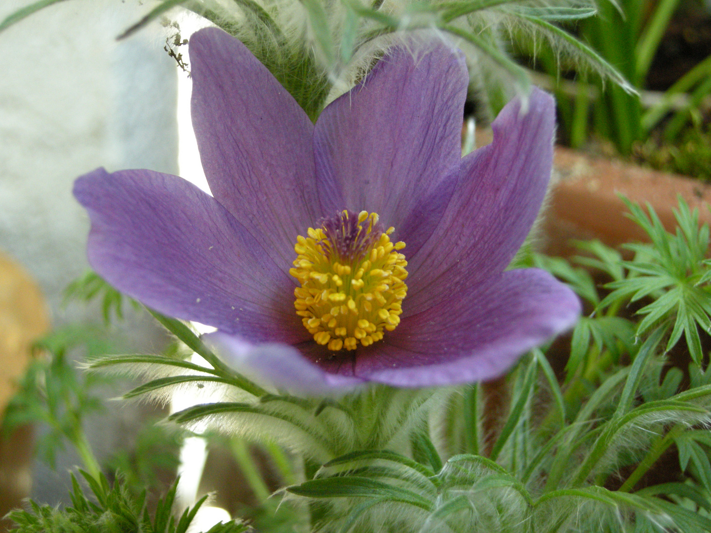 Pulsatilla vugaris