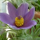 Pulsatilla vugaris