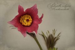 Pulsatilla vugaris - Küchenschelle...