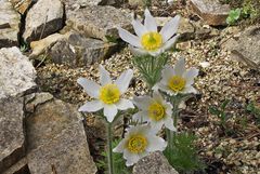 Pulsatilla vulgareis alba - Weiße Küchenschelle