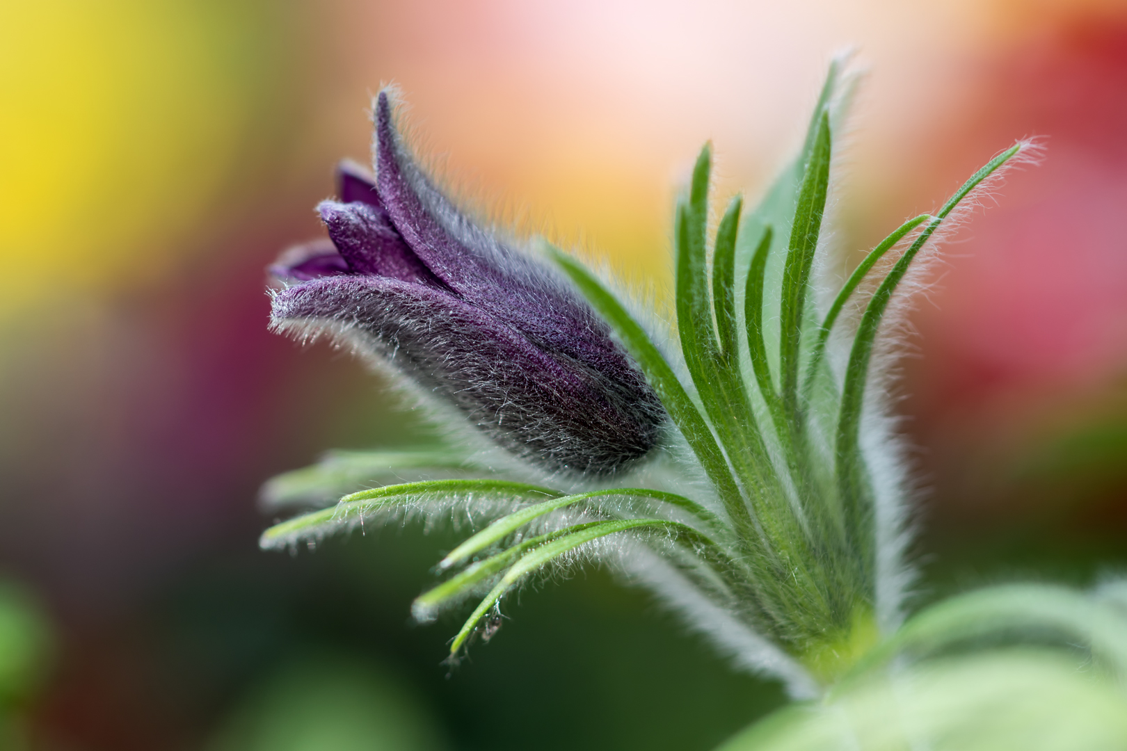 Pulsatilla Vulgari