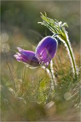 Pulsatilla vulgaris