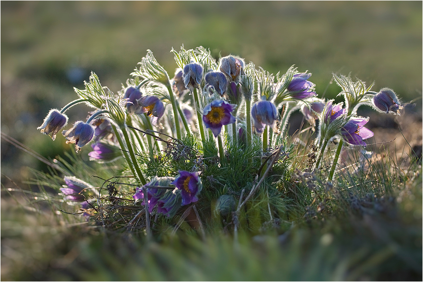 Pulsatilla vulgaris