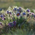 Pulsatilla vulgaris