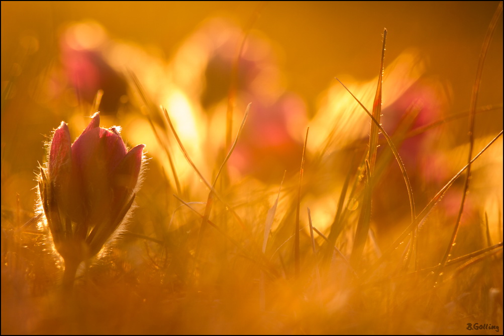 Pulsatilla Vulgaris