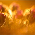 Pulsatilla Vulgaris