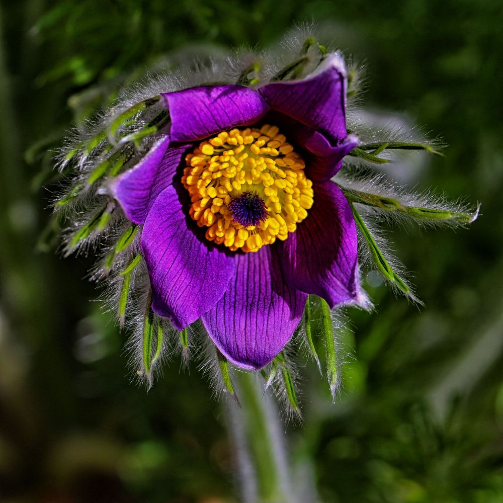 Pulsatilla vulgaris