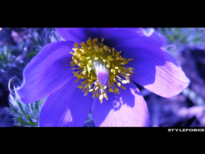 Pulsatilla vulgaris