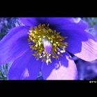 Pulsatilla vulgaris