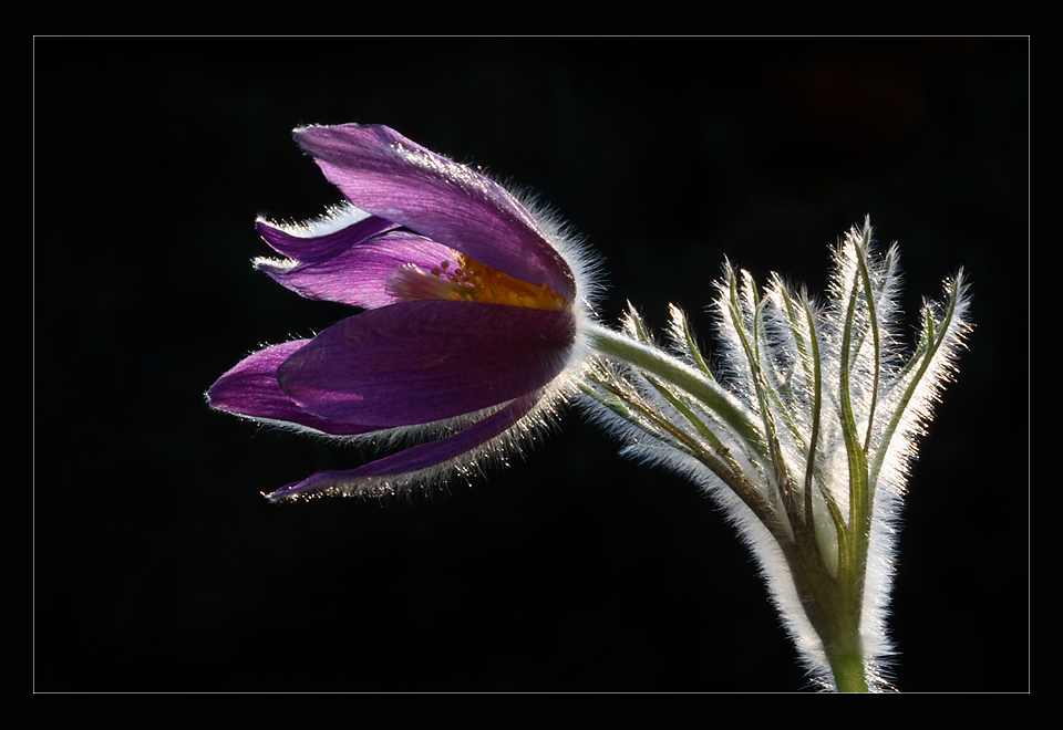 pulsatilla vulgaris