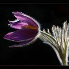 pulsatilla vulgaris