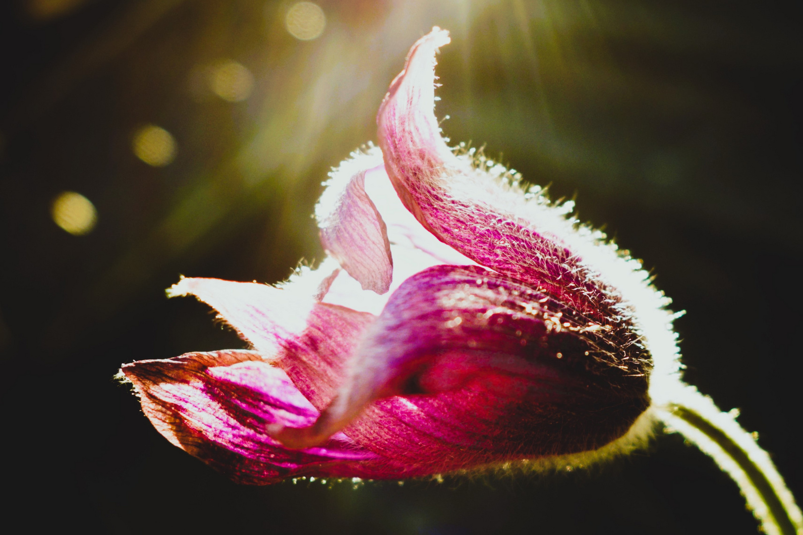 *Pulsatilla Vulgaris* #1