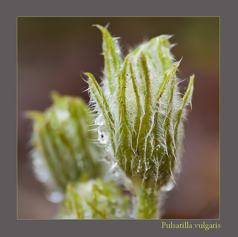 Pulsatilla vulgaris