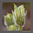 Pulsatilla vulgaris