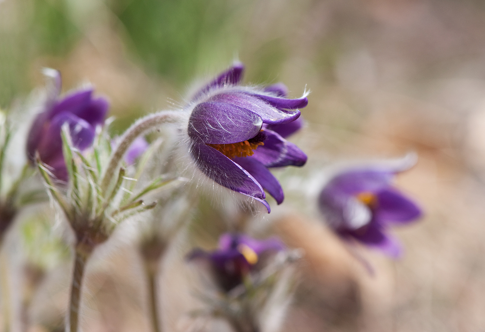 Pulsatilla vulgaris