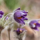 Pulsatilla vulgaris