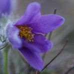 Pulsatilla vulgaris