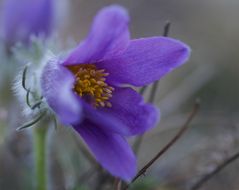 Pulsatilla vulgaris