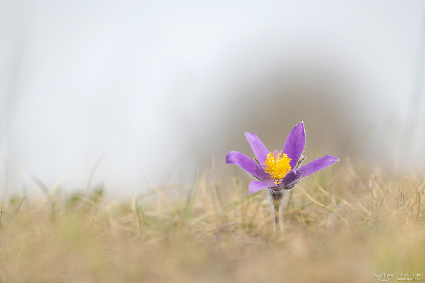 pulsatilla vulgaris