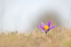 pulsatilla vulgaris