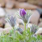 -Pulsatilla vulgaris-