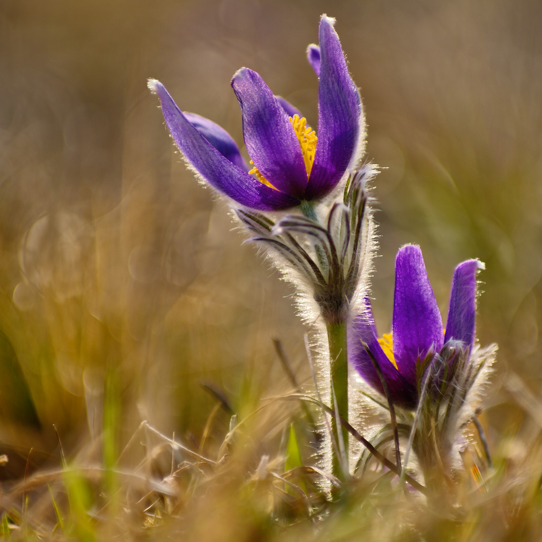 Pulsatilla vulgaris