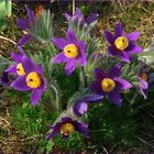 Pulsatilla vulgaris