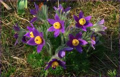 Pulsatilla vulgaris