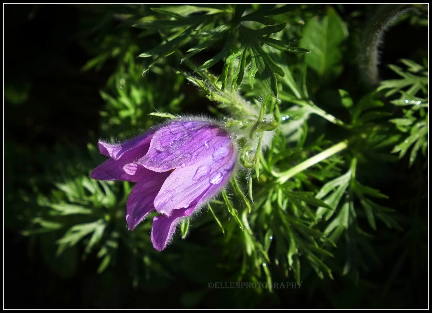 Pulsatilla Vulgaris