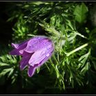 Pulsatilla Vulgaris