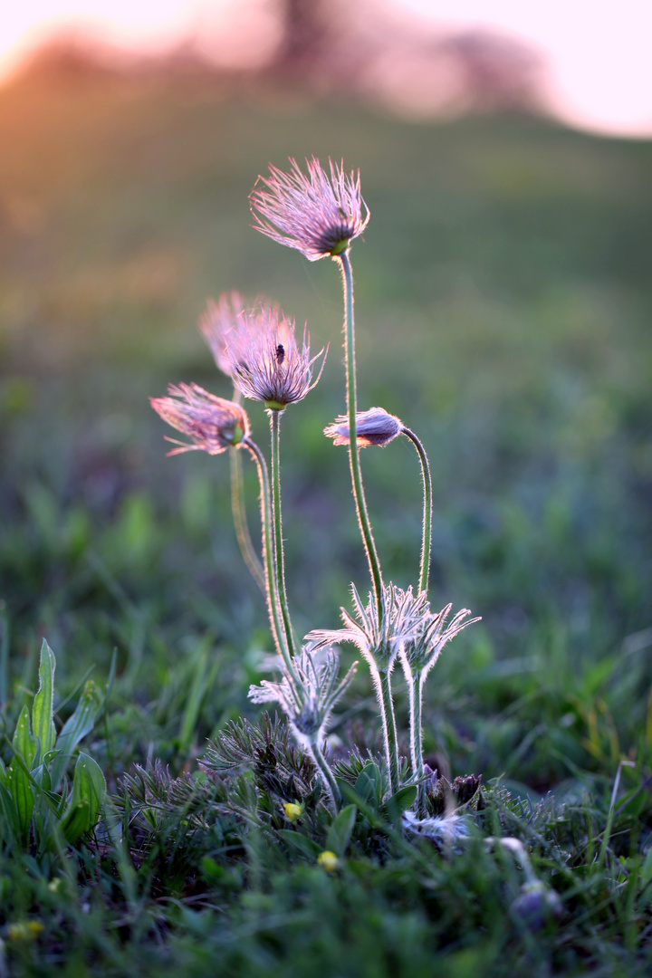 Pulsatilla vulgaris